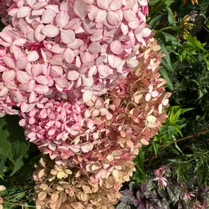 ピンクのアナベル,ガーデニング,紫陽花 アジサイ あじさい,フロントガーデン,初夏の庭の画像