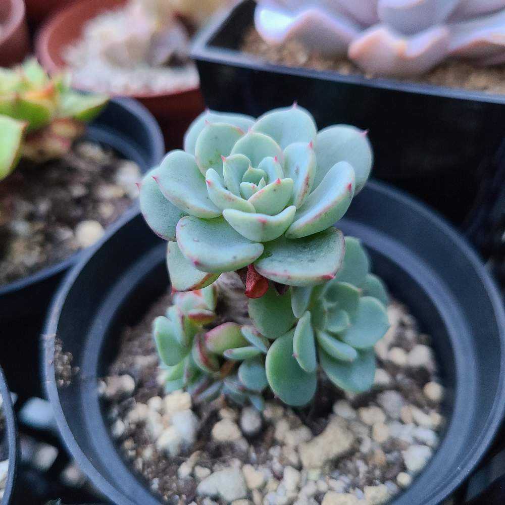 ギャラクシーブルーの成長記録💙✨｜🍀GreenSnap（グリーン