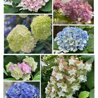 カシワバアジサイ,アナベル,紫陽花 KEIKO,アジサイ（マジカルレボリューション）,アジサイ（マジカルレボリューション）の画像