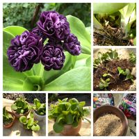  プリムラ,オーリキュラ　レニー,大丈夫かな？,株分け,憧れの花の画像