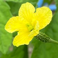 ゴーヤ,花壇,ガーデニング,野菜の花,自家製野菜の画像