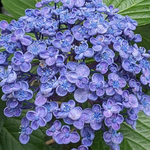 ウズアジサイ（オタフクアジサイ）,紫陽花　あじさい　アジサイ,庭園,美しい,さわやかの画像