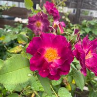 ボタン,ピンク色のお花,小さな庭の画像