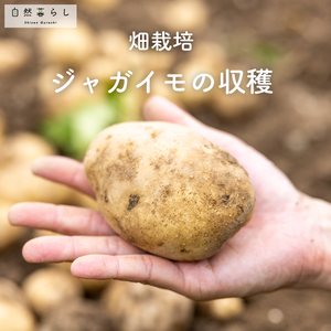 ジャガイモ,ガーデニング,植物のある暮らし,肥料,露地栽培の画像