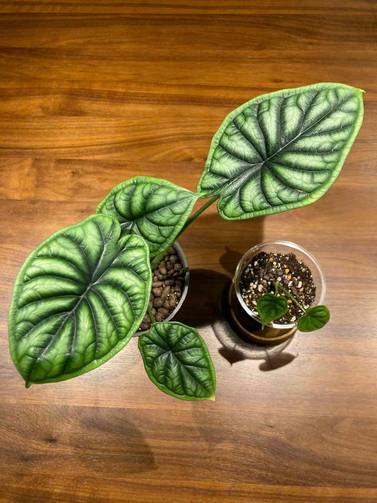 アロカシア ドラゴンスケール 球茎から育てる｜?GreenSnap（グリーン 