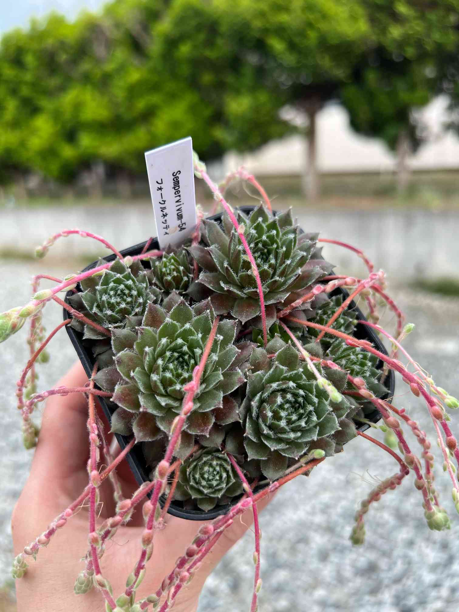 センペル フォークルネッティの一覧｜🍀GreenSnap（グリーンスナップ）