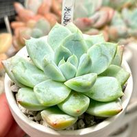 成長記録 氷山美人,エケベリア 氷山美人,多肉男子,初心者タニラー,エケベリア大好きの画像