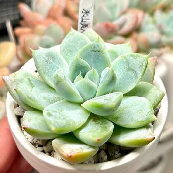 クローバー,実生,実生記録,もしゃもしゃ計画,みどりのある暮らしの画像