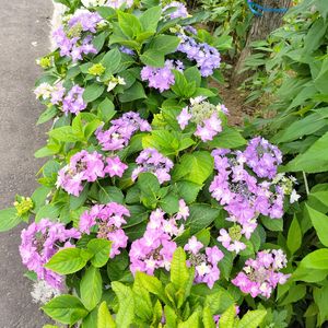 紫陽花,鉢植え,青森,花のある暮らし,母の日プレゼントの画像