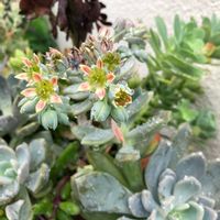 パキフィツム属,多肉植物,狭い庭,パキフィツム,初めての花♡の画像