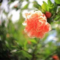 ザクロ,カメラ好き☆,今日のお花,ぐるぐるボケ,ミラーレス一眼の画像