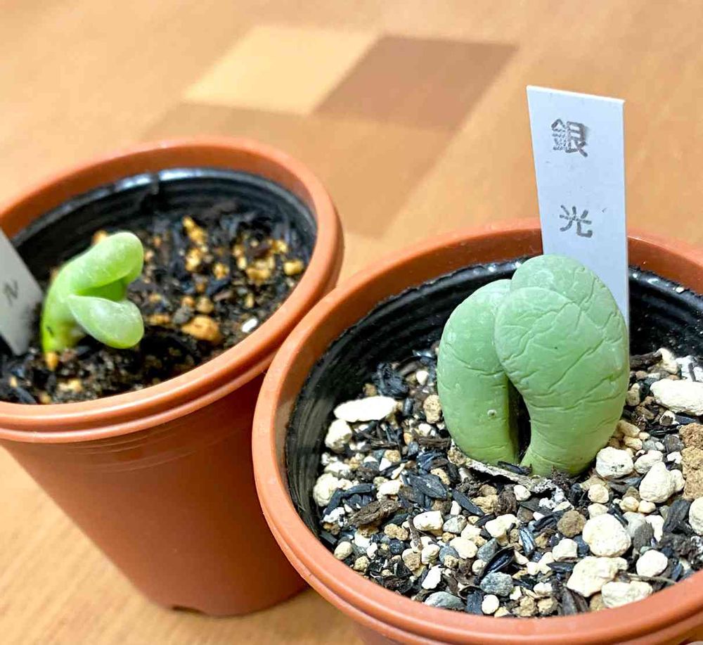 コノフィツムを育てられる人になりたい?✨｜?GreenSnap（グリーン 