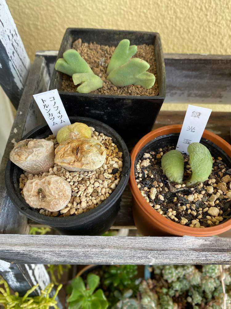 コノフィツムを育てられる人になりたい😆✨｜🍀GreenSnap（グリーン