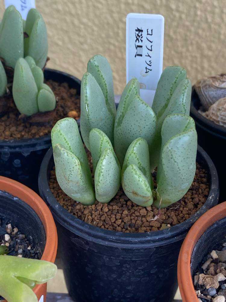 コノフィツムを育てられる人になりたい😆✨｜🍀GreenSnap（グリーン