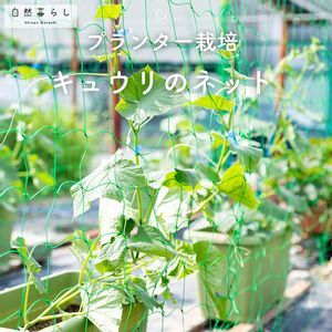 キュウリ,ガーデニング,植物のある暮らし,肥料,プランター栽培の画像