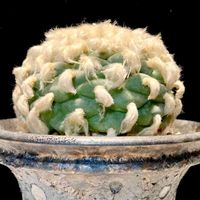 Lophophora diffusa,Kinguro Moon Crater,寺町翠冠玉,カクタス広瀬,Usagi.c.lの画像