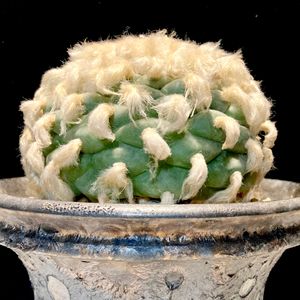 Lophophora diffusa,Kinguro Moon Crater,寺町翠冠玉,カクタス広瀬,Usagi.c.lの画像