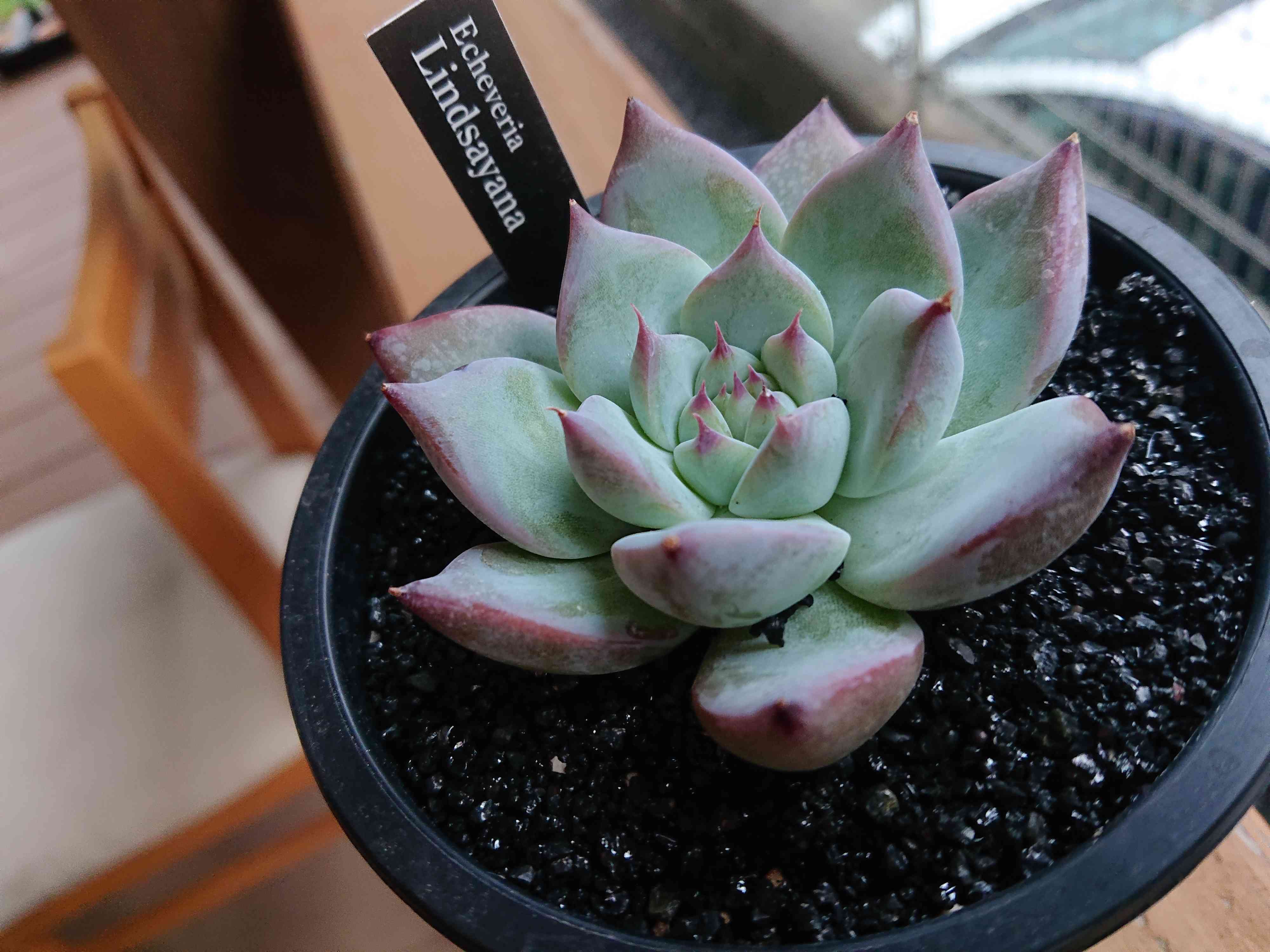 リンゼアナ☆の一覧｜🍀GreenSnap（グリーンスナップ）