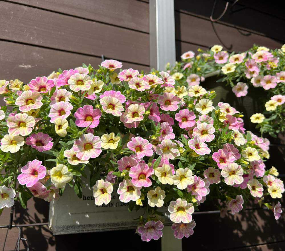 カリブラコア・カメレオン(ピンクグレイス)の記録｜🍀GreenSnap