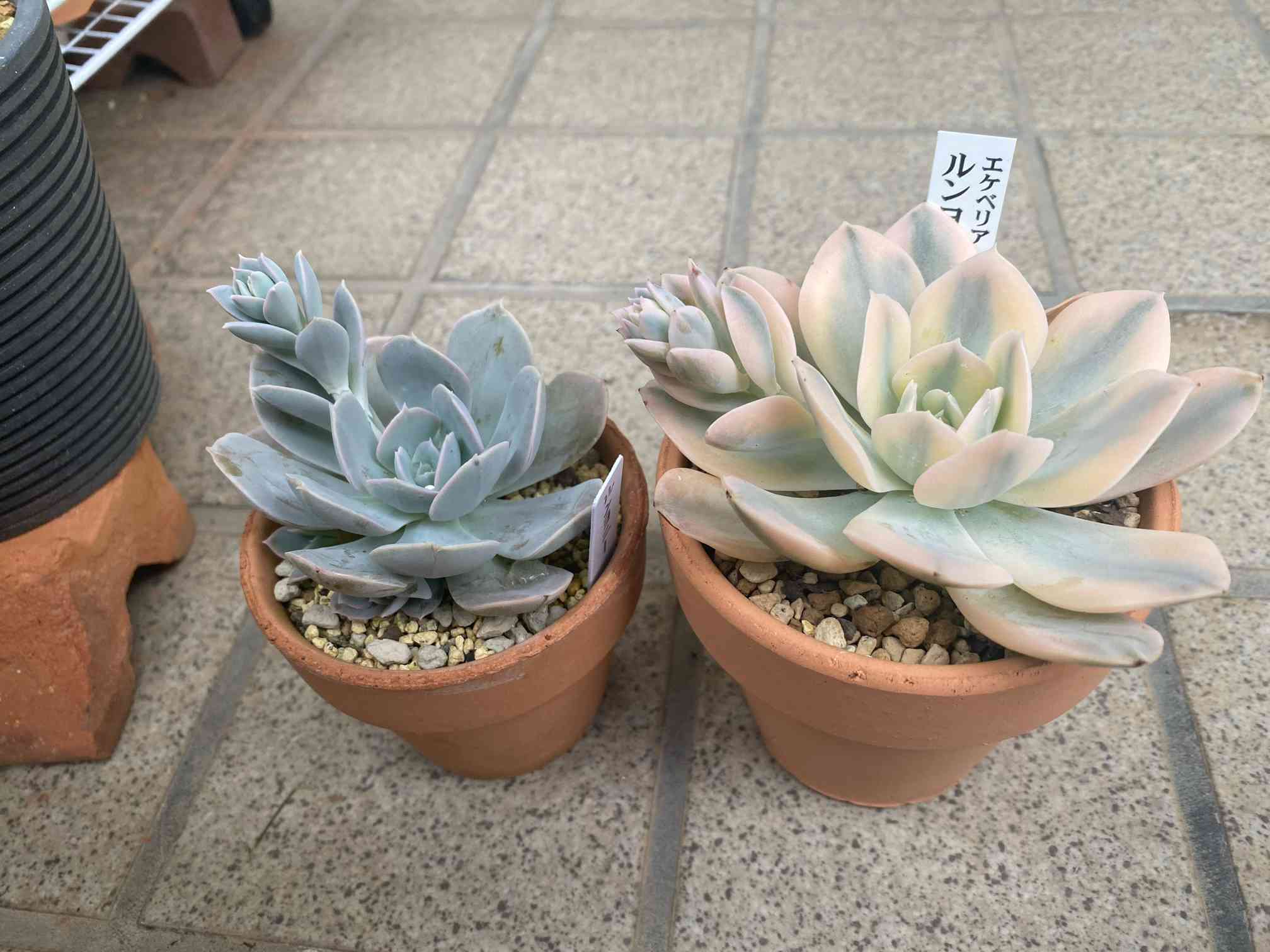 ルンヨニー錦｜🍀GreenSnap（グリーンスナップ）