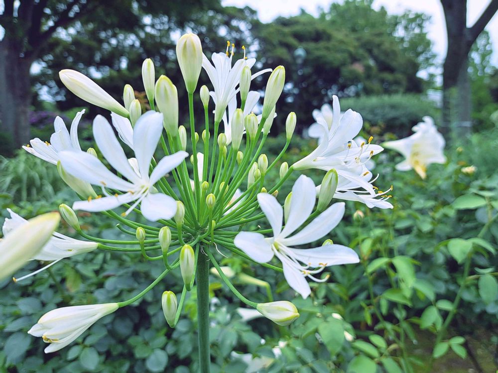 エリィさんの港の見える丘公園への投稿