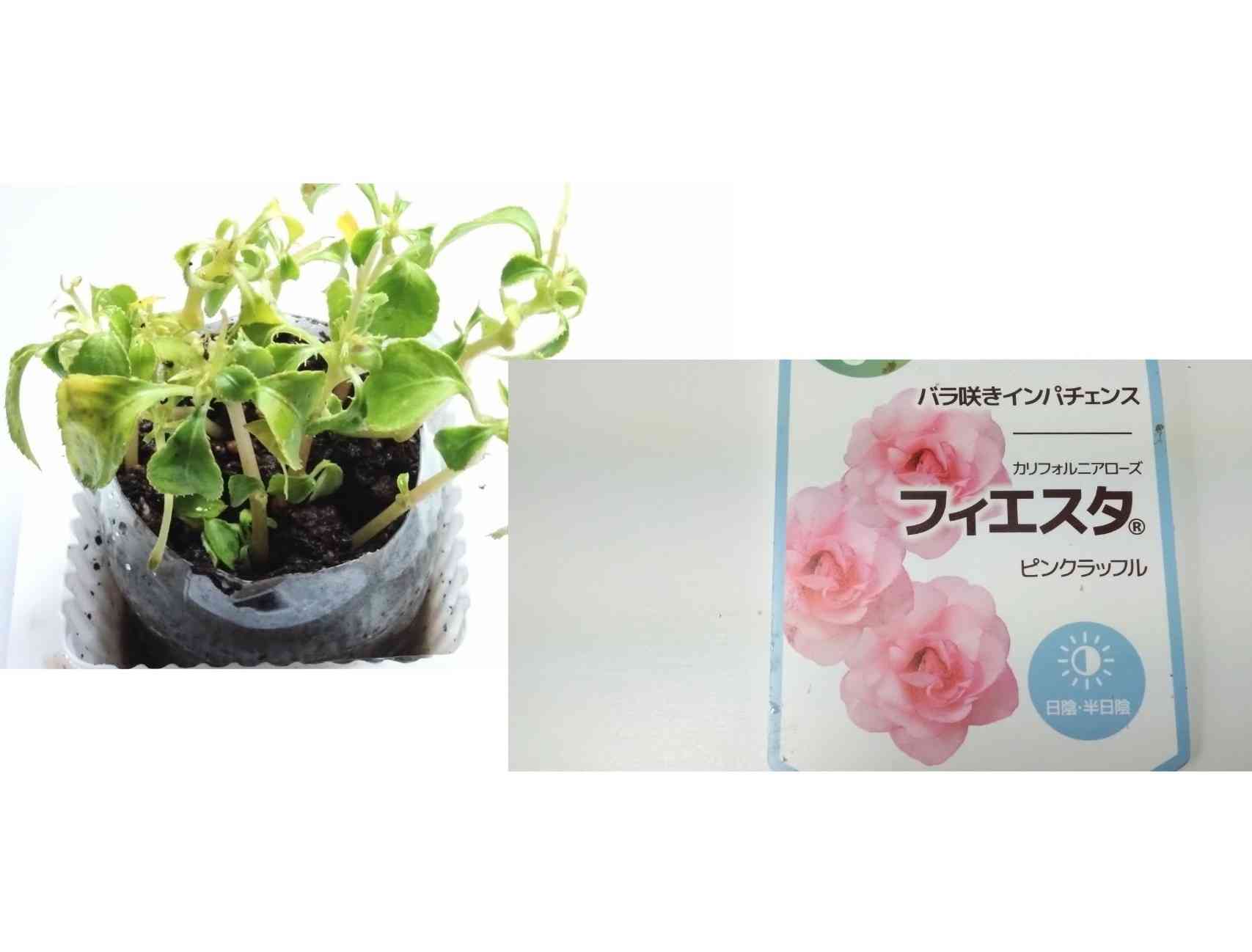 1688249312656_681648_20230702_