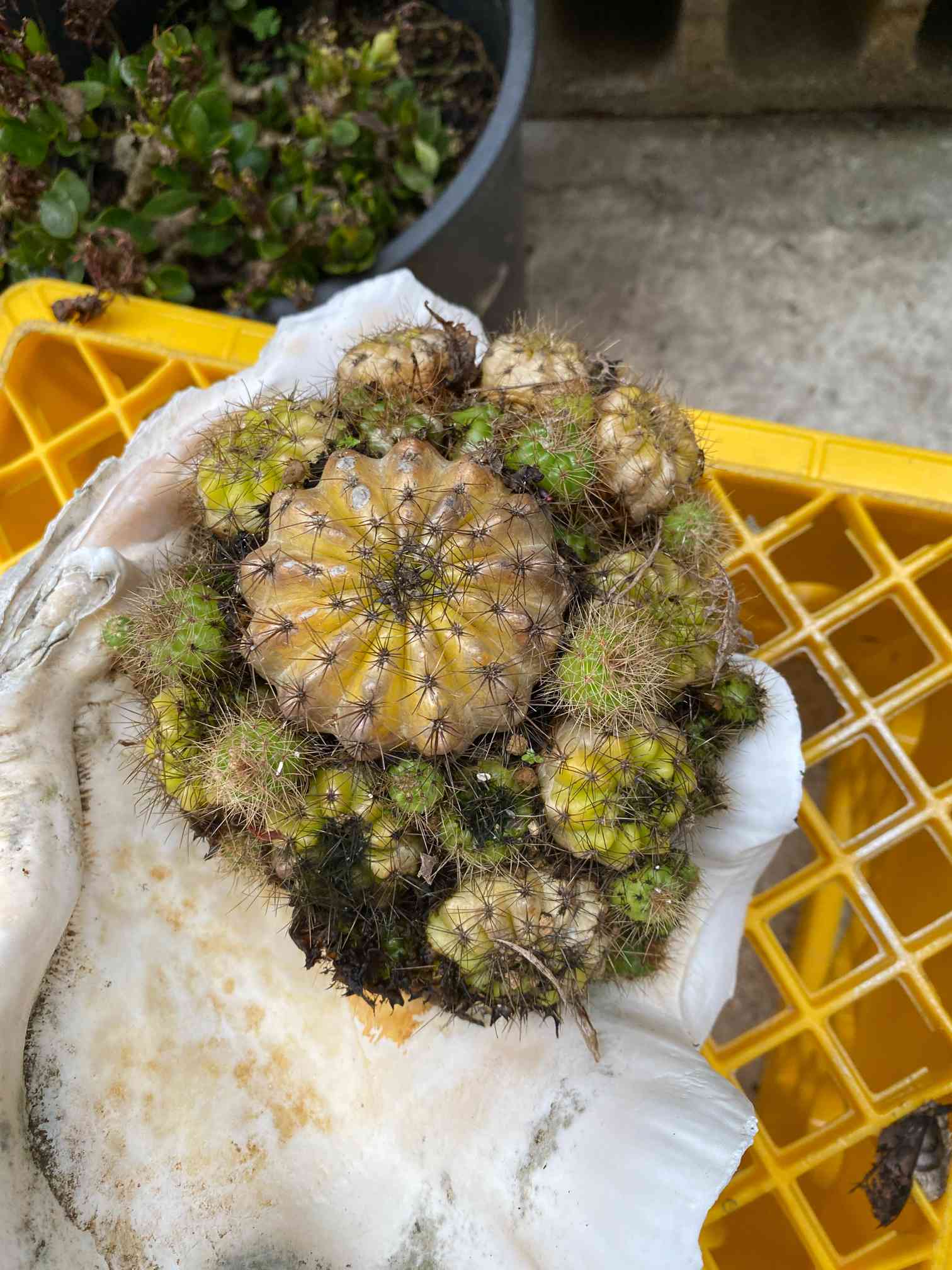 調子が悪いサボテン｜🍀GreenSnap（グリーンスナップ）