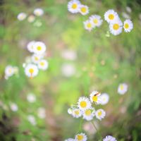 ヒメジョオン,カメラ好き☆,ぐるぐるボケ,canon,ミラーレス一眼の画像