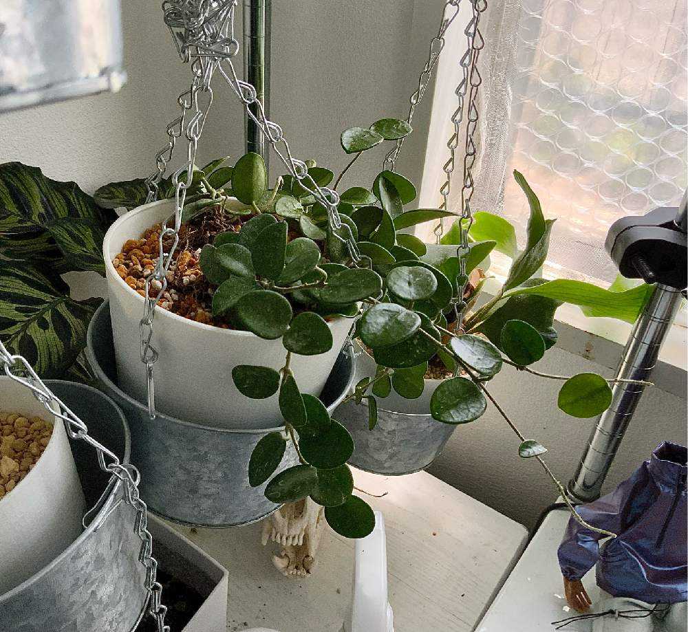 ホヤ マチルダ 植え木鉢ごと （ホヤの成長が悪くて悩んでいます
