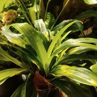 オモト,観葉植物,鉢植え,万年青♪,宝船の画像