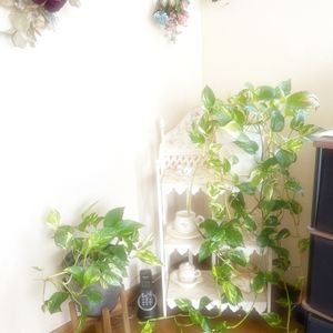 観葉植物,インテリアグリーン,わが家の観葉植物❢,インテリアと植物,ポトス♪の画像