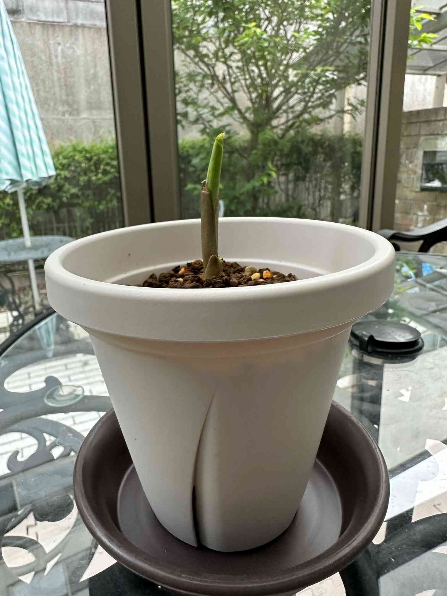 ザミオクルカスレイヴン ピンク斑入り 芋 06」 ザミオクルカス