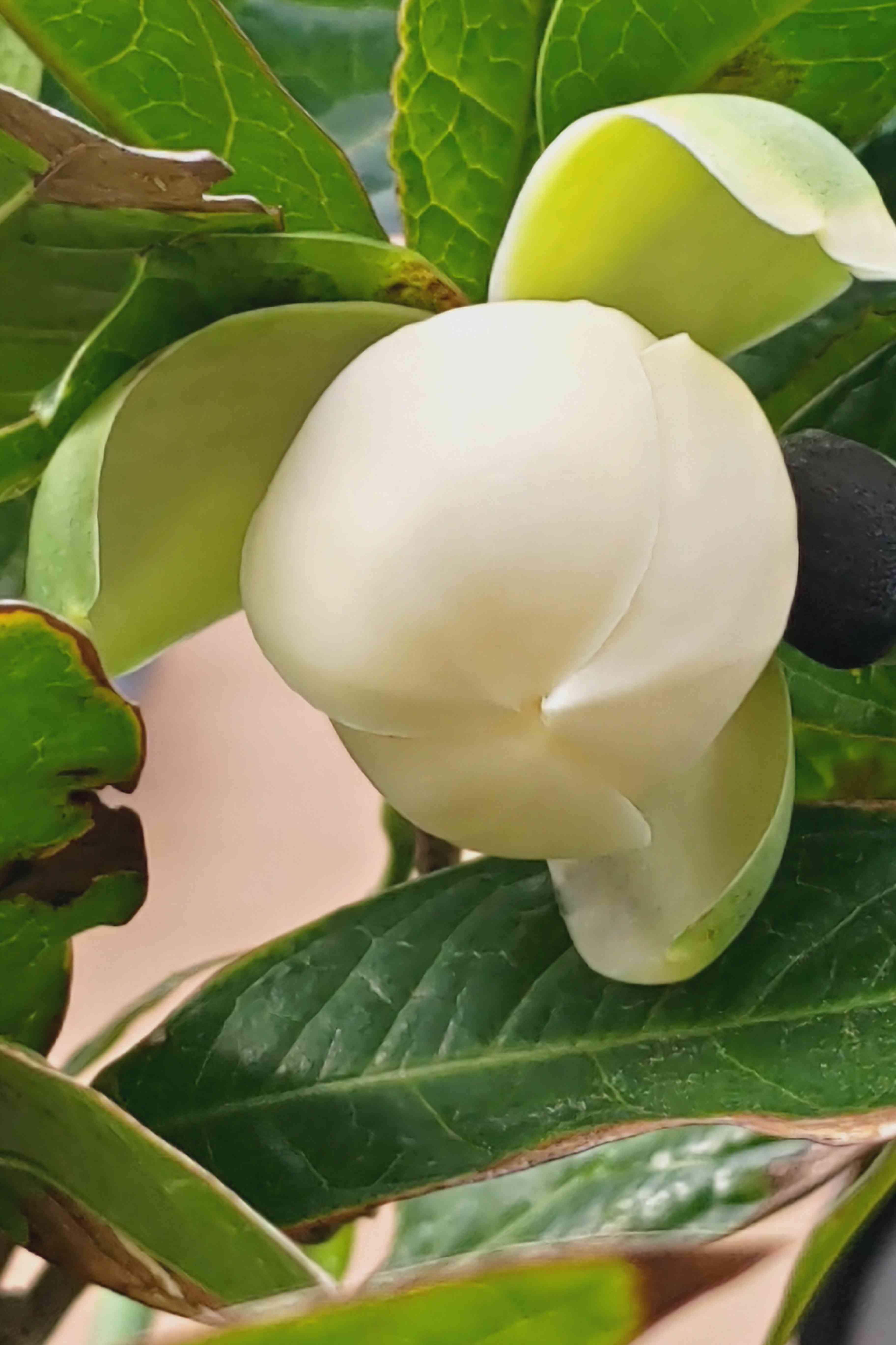 白玉木蓮　トキワレンゲ　植木 トキワレンゲ | フラワーパークかごしま