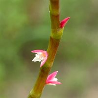 ミズヒキ,花壇,ガーデニング,山野草,タデ科の画像