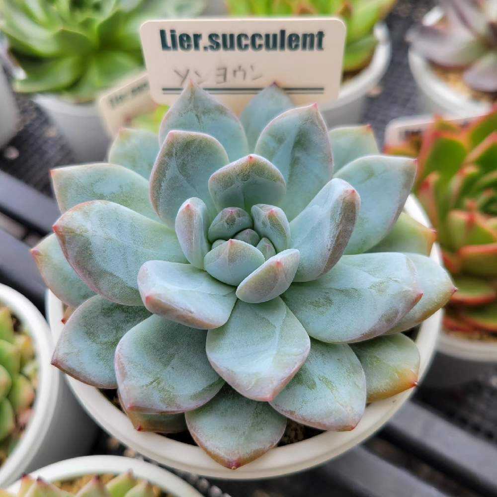 多肉植物　エケベリア　ソンヨウン　札なし　育てやすい ソンヨウン - たったにく