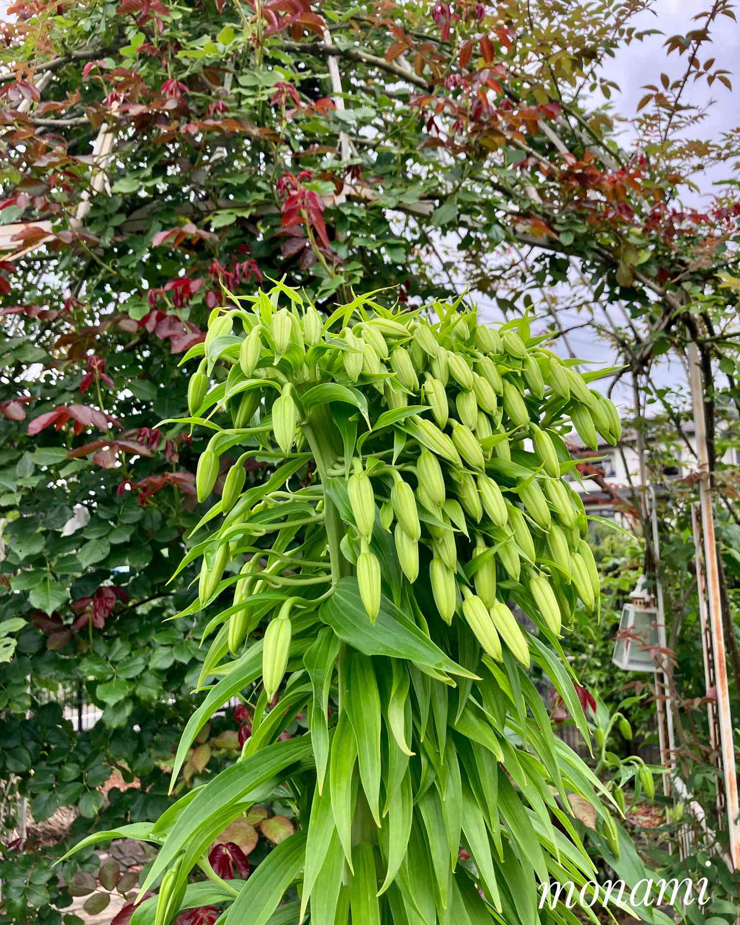 カサブランカの帯化現象の一覧｜🍀GreenSnap（グリーンスナップ）