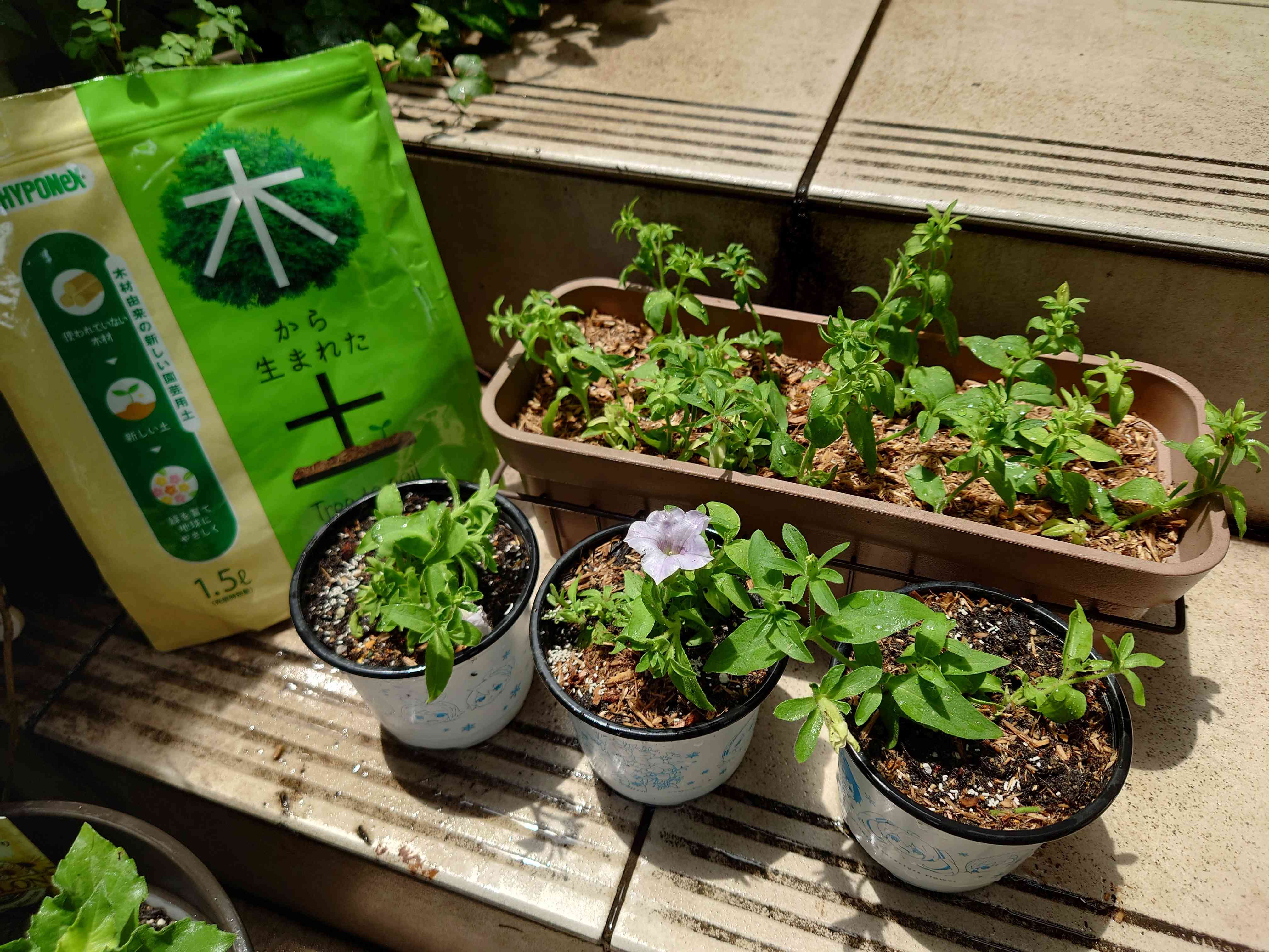木から生まれた土】で挿し芽ちゃんを育てる！！｜🍀GreenSnap