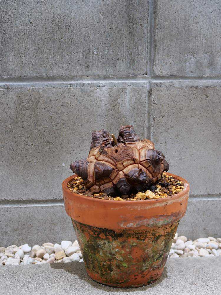 長谷川亀甲竜　4寸 亀甲竜の成長 2018年4月〜｜🍀GreenSnap（グリーンスナップ）