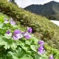 シラネアオイ,野に咲く花,山に咲く花,お写ん歩,山野草の画像