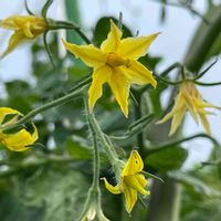 トマト,トマトの花,黄色い花,一年草,梅雨の画像