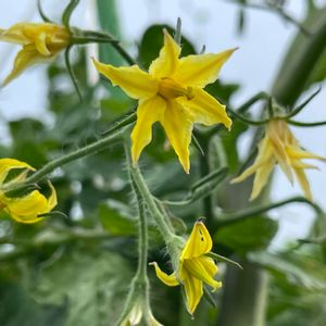 トマト,トマトの花,黄色い花,一年草,梅雨の画像