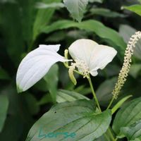 ハンゲショウ,山野草,白い花,今日のお花,半夏生。の画像