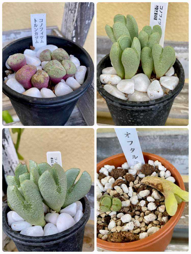 コノフィツムを育てられる人になりたい😆✨｜🍀GreenSnap（グリーン