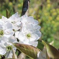 ナシ,菜の花,多様性を愛する会,今日のお花,山野草大好き協会の画像