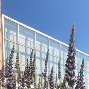 グロッソ・ラベンダー,夏の植物,ハーブを楽しむ,ラベンダー☆,青空に映えるの画像