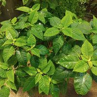 ポインセチア,観葉植物,冬越し,ポインセチア♡,ポインセチア白の画像