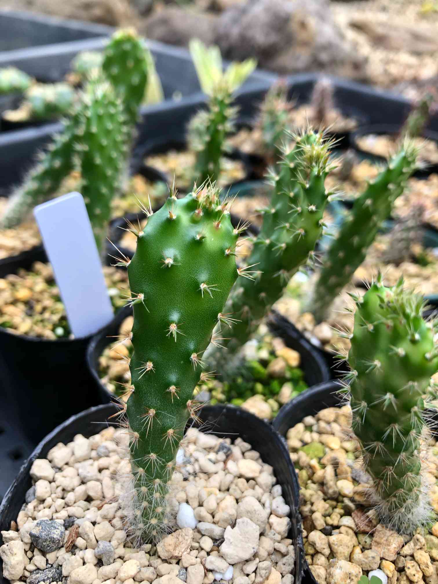 opuntia engelmannii var. linguiformisの一覧｜🍀GreenSnap（グリーン