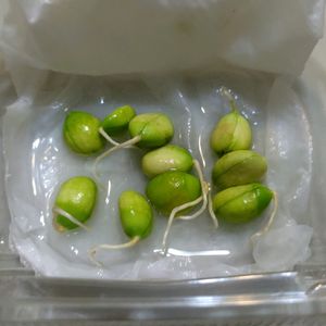 水耕栽培,枇杷の木,果樹栽培,家庭果樹,無農薬野菜の画像