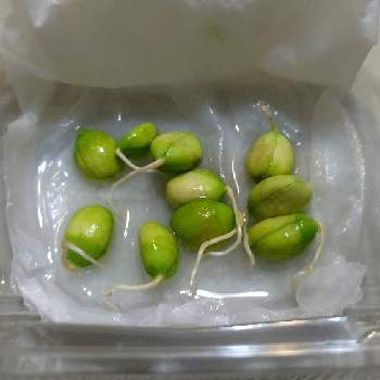 赤紫蘇,赤しそ,赤シソ,紫蘇の葉の画像