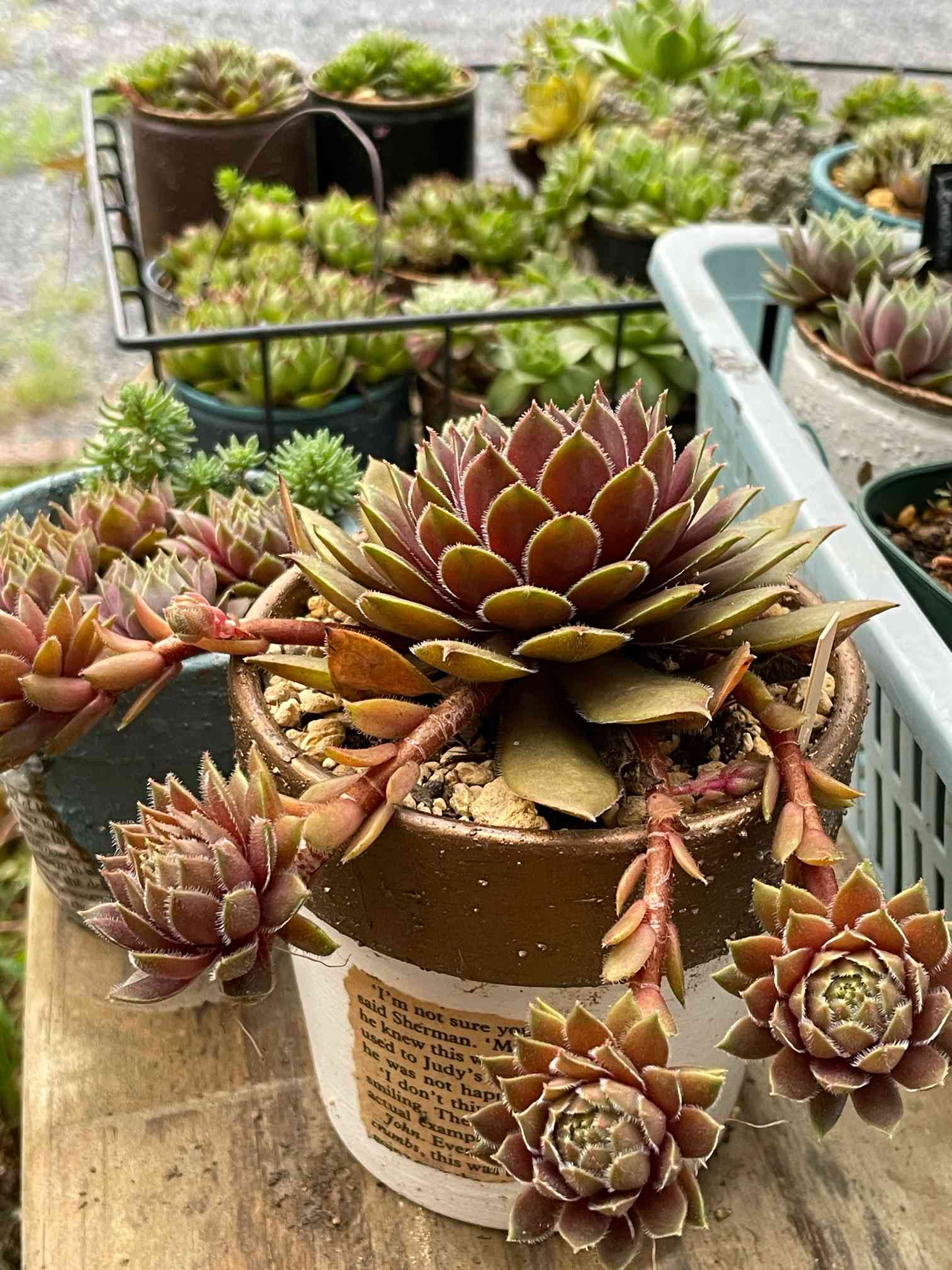 センペルビウム NoIDの一覧｜🍀GreenSnap（グリーンスナップ）